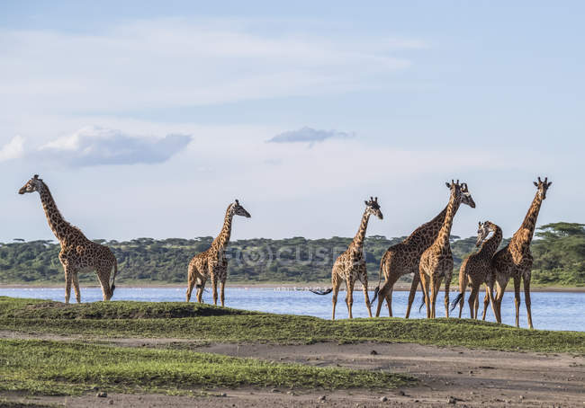 Жирафи стоять на полі проти води в ставку вдень — стокове фото