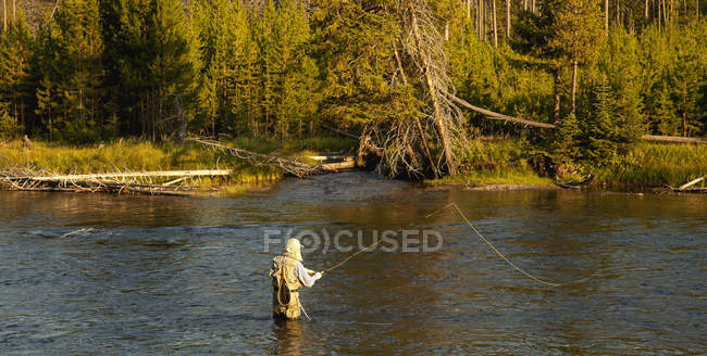 Un homme pêche dans la rivière Yellowstone avec une forêt en arrière-plan, Parc national de Yellowstone ; Wyoming, États-Unis d'Amérique — Photo de stock