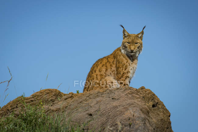 Рысь, сидящая на скале и смотрящая в камеру днем — стоковое фото