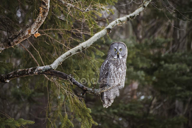 Great Gray Owl (Strix Nebulosa); Thunder Bay, Ontario, Canada — Stock Photo