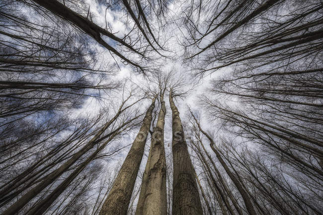 Низкий угол обзора деревьев без листьев на фоне ясного голубого неба — стоковое фото