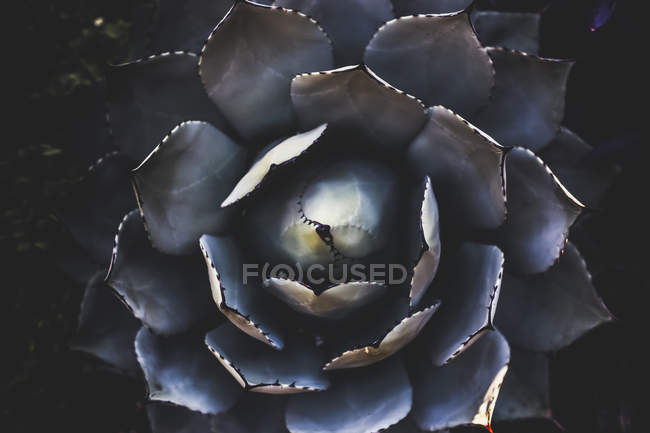 Nahaufnahme einer Blume mit teilweise offenen Blütenblättern auf schwarzem Hintergrund — Stockfoto