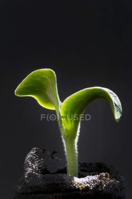 Primo piano di una piantina di cetrioli in un sacchetto di terreno su uno sfondo nero; Calgary, Alberta, Canada — Foto stock