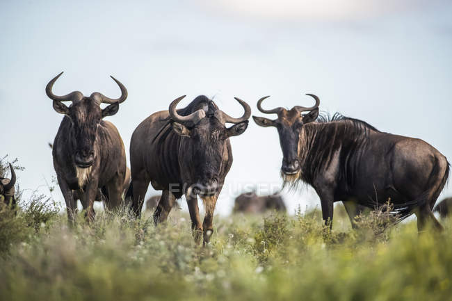 Três búfalos em pé na grama verde durante o dia, enquanto olha para a câmera — Fotografia de Stock