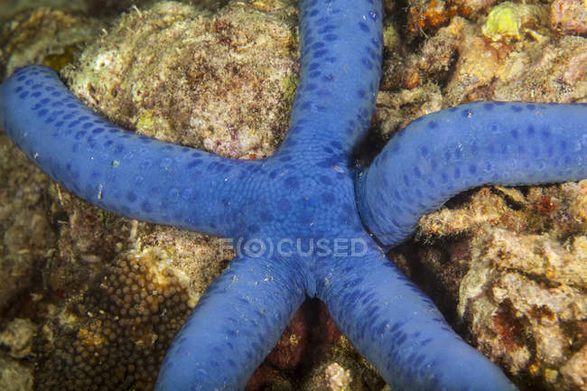 Fischschwärme schwimmen unter dem Wasser des Meeres über dem Meeresboden — Stockfoto