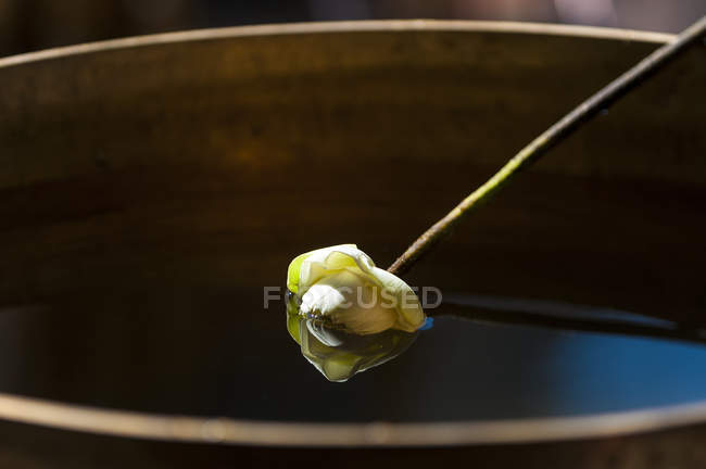 A Flower Sitting In Water In A Buddhist Temple; Bangkok, Thailand — Stock Photo