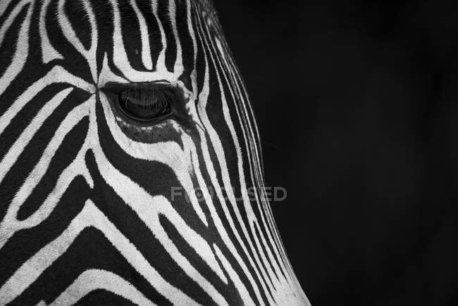 Крупный план головы зебры на черном фоне — стоковое фото