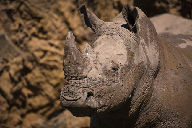 Rhino dans la saleté debout sur le sol pendant la journée — Photo de stock