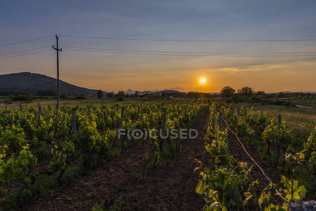 La lumière du soleil illumine un vignoble au coucher du soleil ; Medjugorje, Bosnie-Herzégovine — Photo de stock