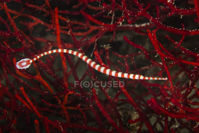 View of white and red colored sea animal swimming under water  named coral banded pipefish — Stock Photo