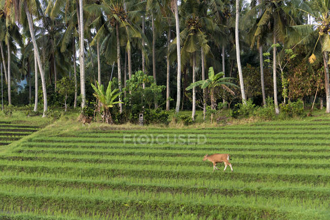 Uma vaca caminhando por um terraço de arroz ao pôr do sol, localizado na costa noroeste de Bali; Jembrana, Bali — Fotografia de Stock