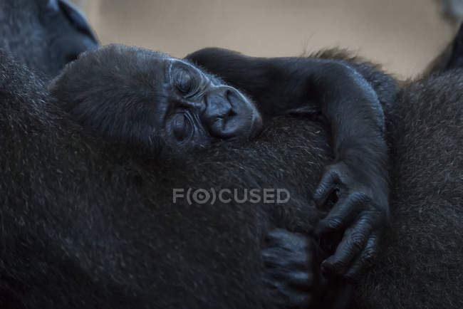 Baby Western Lowland Gorilla (Gorilla Gorilla Gorilla) Dormido en brazos de madre; Cabarceno, Cantabria, España - foto de stock