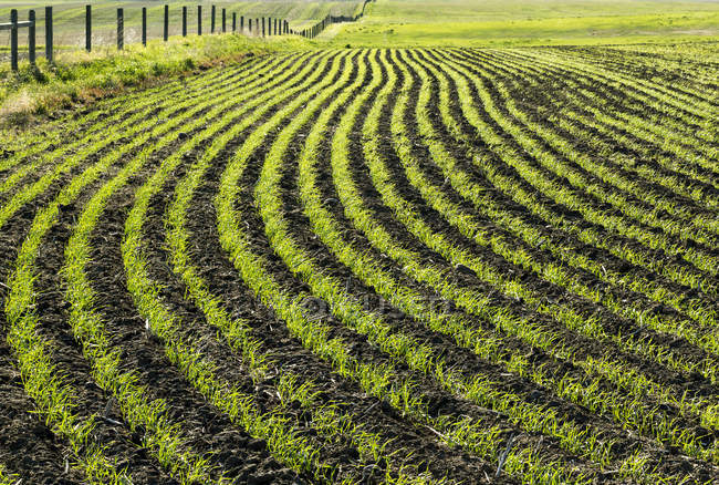Lines Of An Early Growth Grain Crop In A Rolling Field; Beiseker, Alberta, Canada — Stock Photo