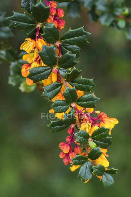 Vue de la plante colorée sur fond vert flou pendant la journée — Photo de stock