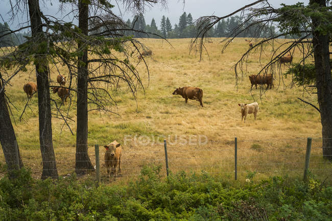 Rinder weiden tagsüber auf Feld mit Bäumen gegen Zaun — Stockfoto