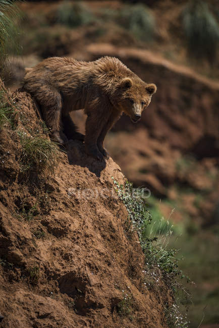 Urso marrom em pé no chão sobre a colina e olhando para a câmera durante o dia — Fotografia de Stock