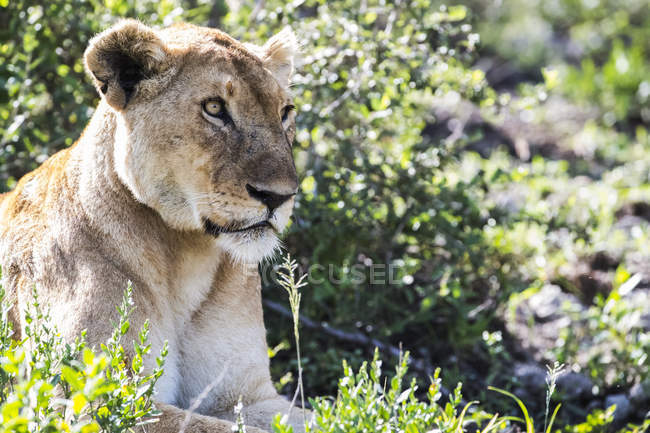 Lioness laying on ground among plants and trees during daytime — Stock Photo