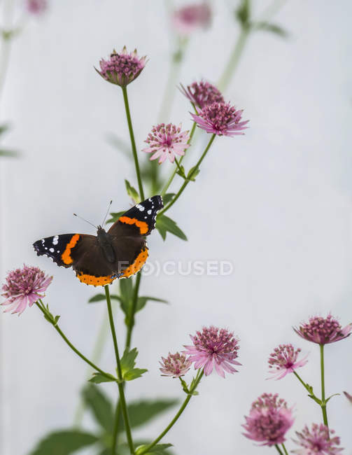 Schmetterling sitzt auf Blume mit weißem verschwommenem Hintergrund — Stockfoto