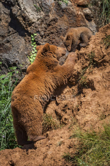 Mère ours brun à propos de toucher bébé ours sur le sommet de la colline pendant la journée — Photo de stock