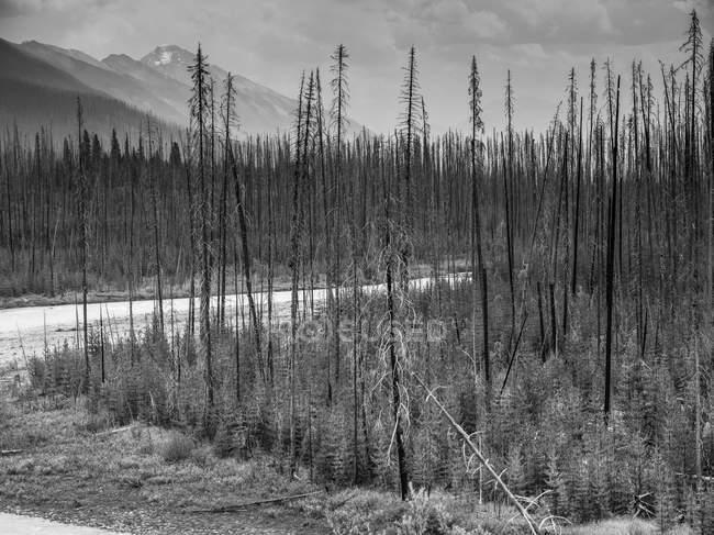 Black and white image of trees on shore of small river stream and slopes of mountains on background — Stock Photo
