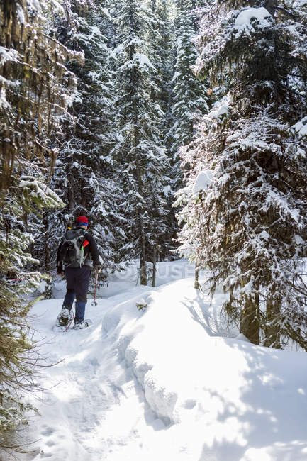 Raqueta de nieve masculina en el sendero cubierto de nieve a lo largo de árboles perennes cubiertos de nieve; Alberta, Canadá - foto de stock