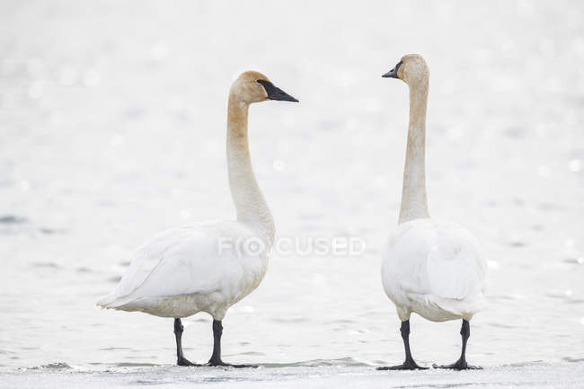 Zwei Enten, die tagsüber nebeneinander gegen Wasser stehen — Stockfoto
