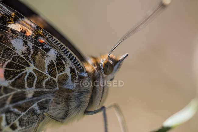 Schmetterling auf Zweig sitzend in Großaufnahme über blauem Hintergrund — Stockfoto