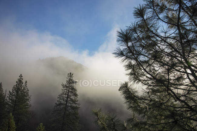 Осінь туман на річці Сакраменто поблизу Clarks Gulch; Каліфорнія, Сполучені Штати Америки — стокове фото