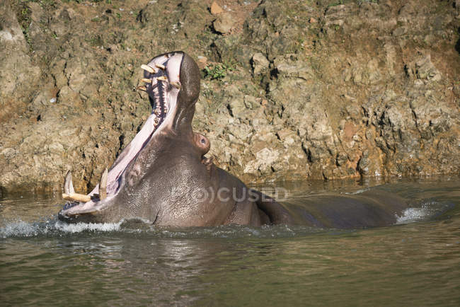 Hipopótamo con mandíbulas abiertas en la superficie del agua contra la orilla - foto de stock