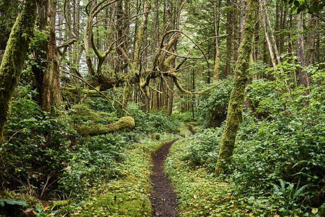 Fogliame lussureggiante in una foresta pluviale temperata, Cape Scott Provincial Park; British Columbia, Canada — Foto stock