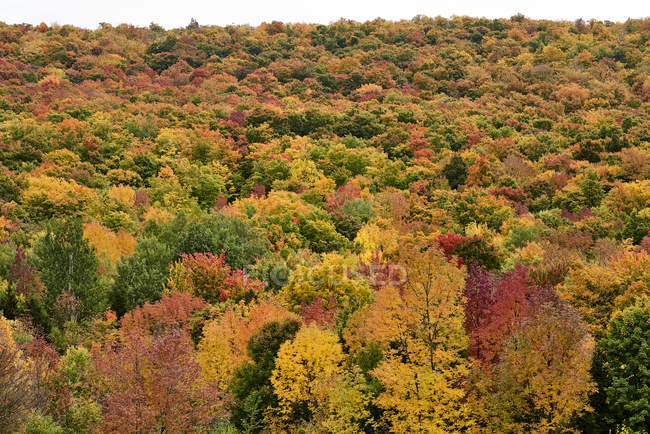 Herbstfarbenes Laub im Wald; dunham, quebec, canada — Stockfoto