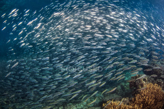 School of fish swimming under water of sea over sea floor — Stock Photo