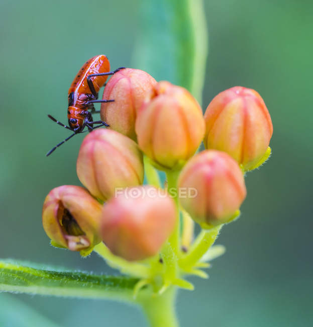 Красный жук, сидящий на цветке на размытом зеленом фоне — стоковое фото