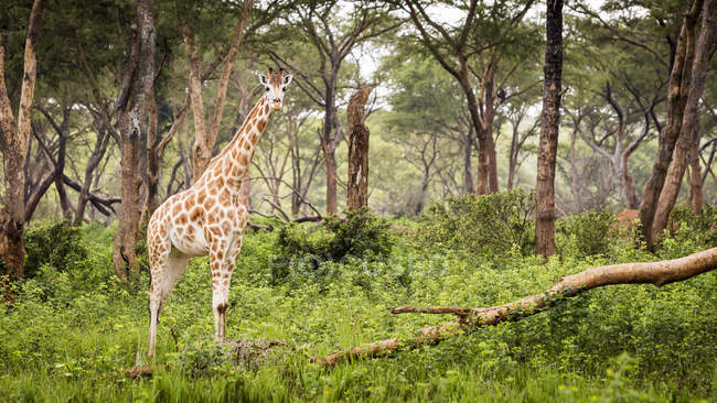 Жираф стоит на зеленой траве среди деревьев в лесу — стоковое фото