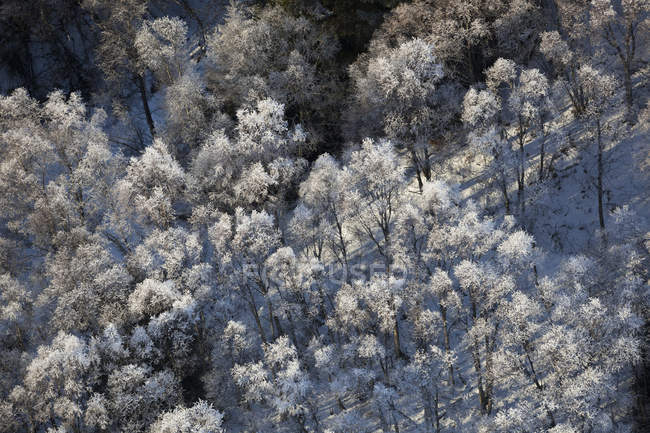 Vista aérea de árvores geladas; Alaska, Estados Unidos da América — Fotografia de Stock