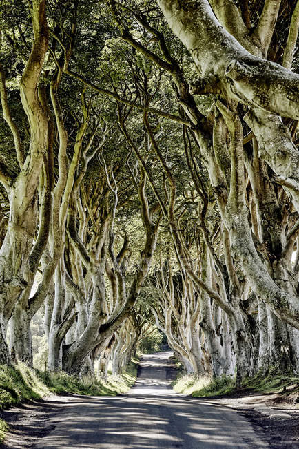 The Dark Hedges From The Game Of Thrones Television Series, Faggio lungo una strada; Ballymoney, Irlanda — Foto stock