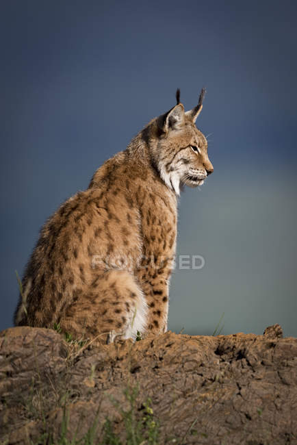 Rear view of lynx sitting on ground and looking away during daytime — Stock Photo