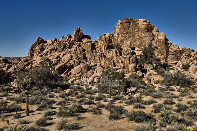 Vista di depositato con collina e piante, Joshua Tree National Park; California, Stati Uniti d'America — Foto stock
