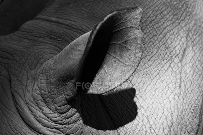 Schwarz-Weiß-Bild des Teilbildes des Nilpferd-Ohres — Stockfoto