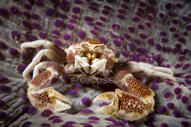 Front View of sea crab on sea bottom underwater — стоковое фото