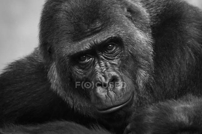 Black and white picture portrait or gorilla muzzle — Stock Photo