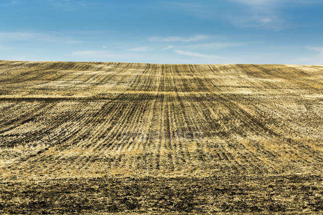 Grão seco Stubble em um campo de rolamento com céu azul e nuvens; Beiseker, Alberta, Canadá — Fotografia de Stock