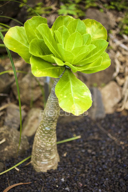 Зелена рослина з відкритими пелюстками, що ростуть на землі вдень — стокове фото