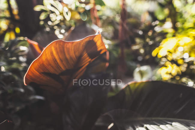 Вид красного листа над землей в лесу с размытым фоном — стоковое фото