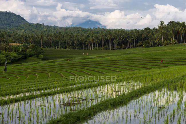 Рисовые террасы северо-запада Бали; Бали, Индонезия — стоковое фото