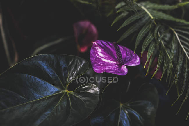 Vista de verde y hojas y una púrpura sobre fondo oscuro - foto de stock