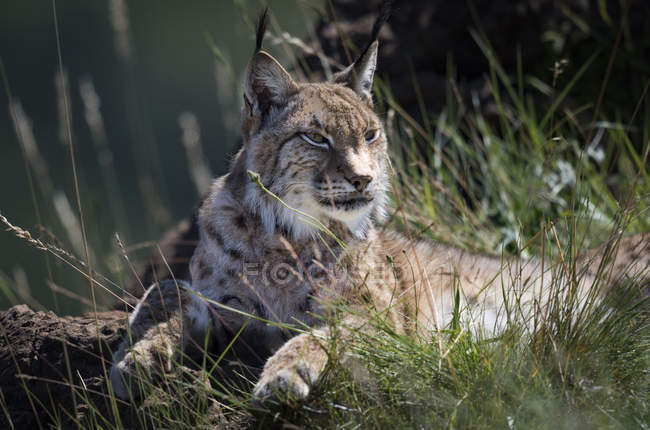 Lynx deitado no chão em grama alta e olhando para longe durante o dia — Fotografia de Stock