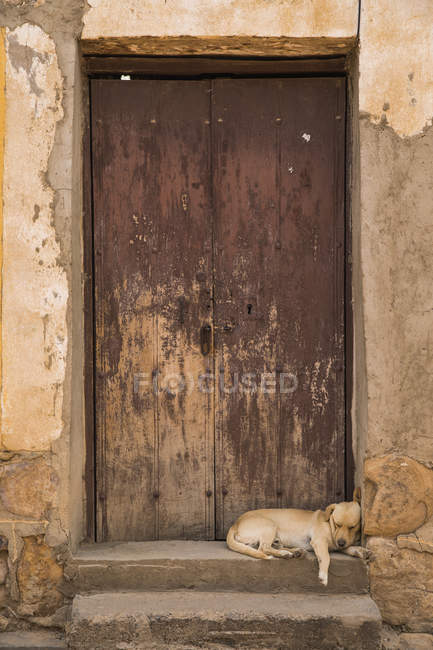 Cachorro durmiendo en una vieja puerta; Tarata, Bolivia - foto de stock