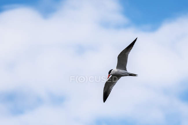 Вид чайки, летящей в небе против облачного неба — стоковое фото