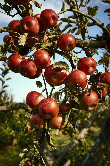 Pommes rouges mûres sur un pommier dans un verger ; Québec, Canada — Photo de stock